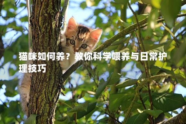 猫咪如何养？教你科学喂养与日常护理技巧