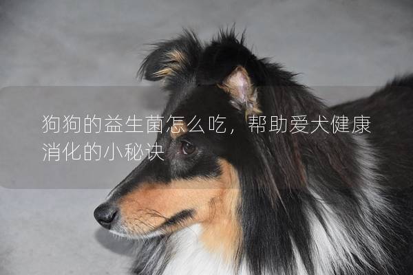 狗狗的益生菌怎么吃，帮助爱犬健康消化的小秘诀