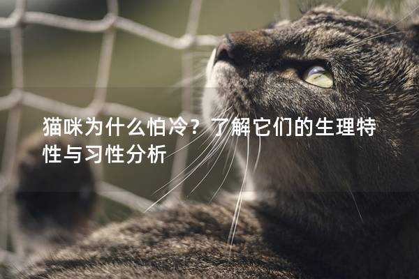 猫咪为什么怕冷？了解它们的生理特性与习性分析