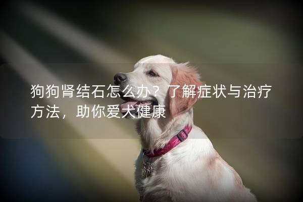狗狗肾结石怎么办？了解症状与治疗方法，助你爱犬健康