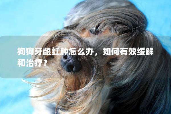 狗狗牙龈红肿怎么办，如何有效缓解和治疗？