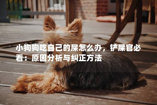 小狗狗吃自己的屎怎么办，铲屎官必看：原因分析与纠正方法