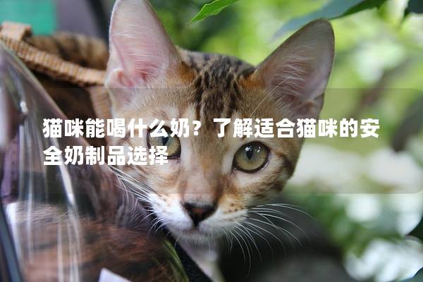 猫咪能喝什么奶？了解适合猫咪的安全奶制品选择