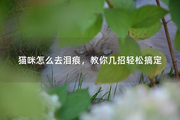 猫咪怎么去泪痕，教你几招轻松搞定