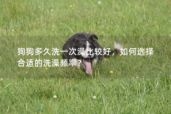 狗狗多久洗一次澡比较好，如何选择合适的洗澡频率？