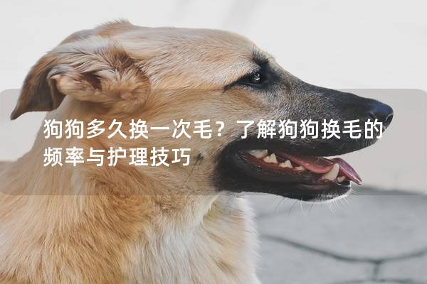 狗狗多久换一次毛？了解狗狗换毛的频率与护理技巧
