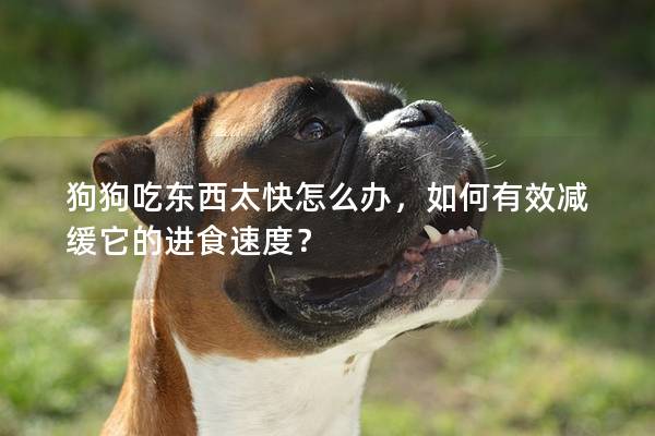 狗狗吃东西太快怎么办，如何有效减缓它的进食速度？
