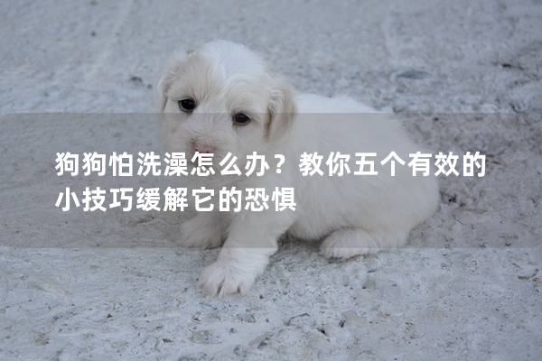 狗狗怕洗澡怎么办？教你五个有效的小技巧缓解它的恐惧