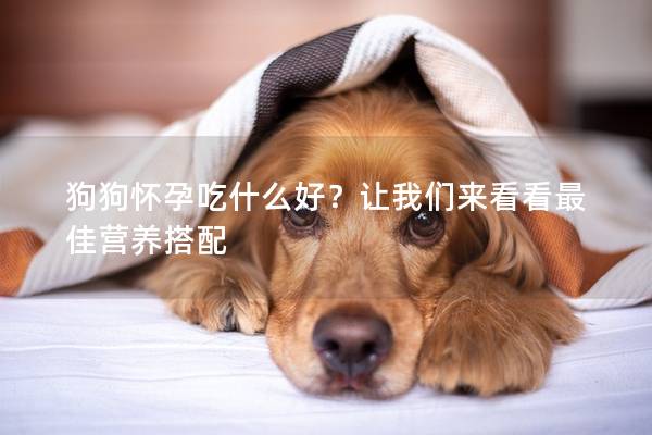 狗狗怀孕吃什么好？让我们来看看最佳营养搭配