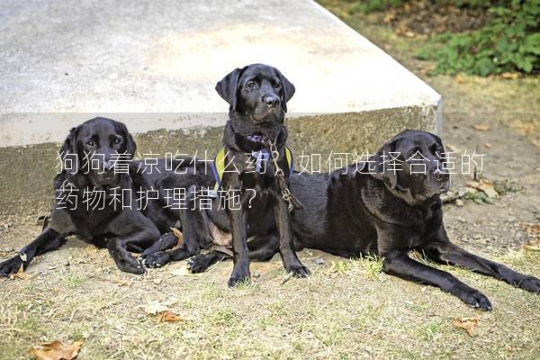 狗狗着凉吃什么药，如何选择合适的药物和护理措施？