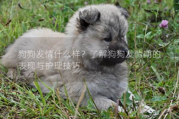 狗狗发情什么样？了解狗狗发情期的表现与护理技巧