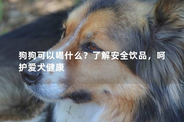 狗狗可以喝什么？了解安全饮品，呵护爱犬健康