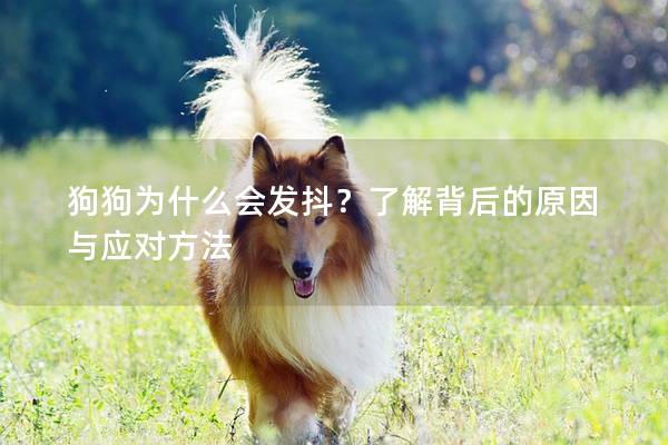 狗狗为什么会发抖？了解背后的原因与应对方法