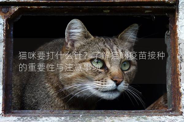 猫咪要打什么针？了解猫咪疫苗接种的重要性与注意事项