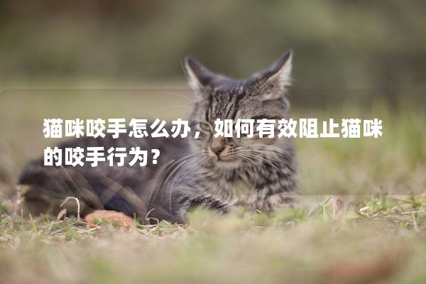猫咪咬手怎么办，如何有效阻止猫咪的咬手行为？