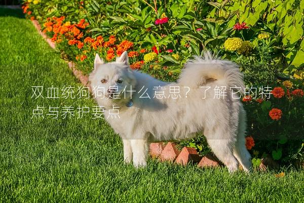 双血统狗狗是什么意思？了解它的特点与养护要点