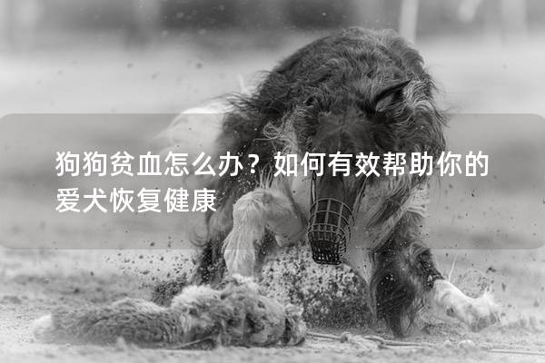狗狗贫血怎么办？如何有效帮助你的爱犬恢复健康