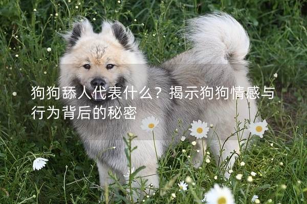 狗狗舔人代表什么？揭示狗狗情感与行为背后的秘密