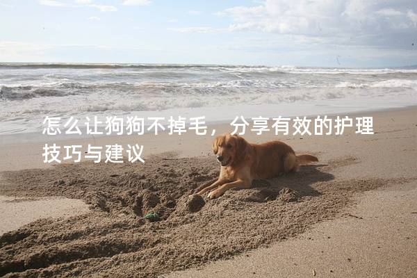 怎么让狗狗不掉毛，分享有效的护理技巧与建议