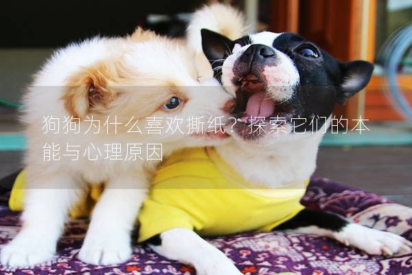 狗狗为什么喜欢撕纸？探索它们的本能与心理原因