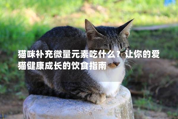 猫咪补充微量元素吃什么？让你的爱猫健康成长的饮食指南