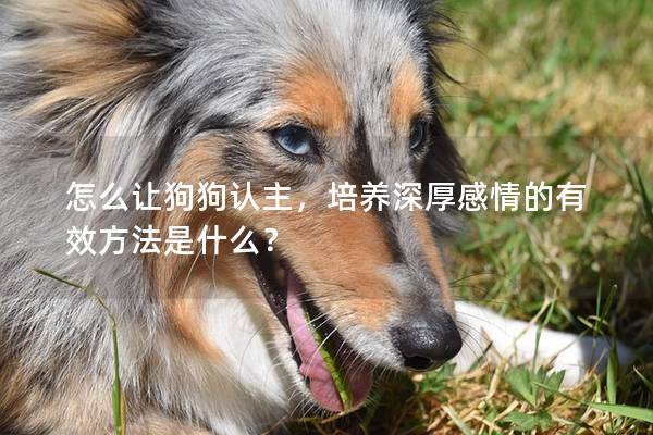 怎么让狗狗认主，培养深厚感情的有效方法是什么？