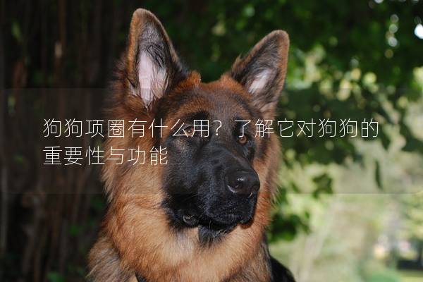狗狗项圈有什么用？了解它对狗狗的重要性与功能
