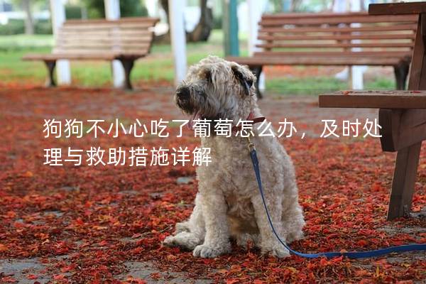 狗狗不小心吃了葡萄怎么办，及时处理与救助措施详解