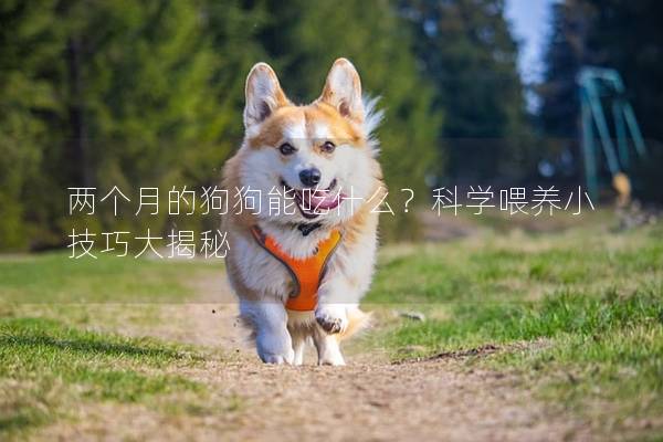两个月的狗狗能吃什么？科学喂养小技巧大揭秘