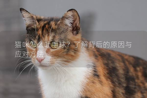 猫咪怎么吐毛球？了解背后的原因与应对方法