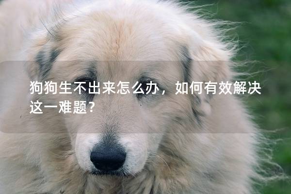 狗狗生不出来怎么办，如何有效解决这一难题？