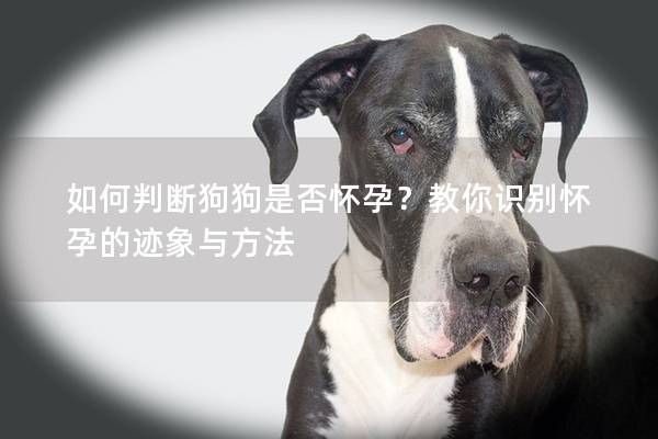 如何判断狗狗是否怀孕？教你识别怀孕的迹象与方法