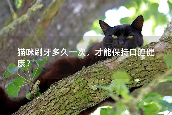 猫咪刷牙多久一次，才能保持口腔健康？
