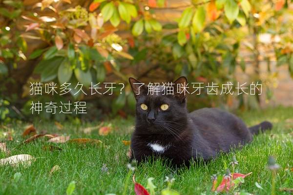 猫咪多久长牙？了解猫咪牙齿成长的神奇过程
