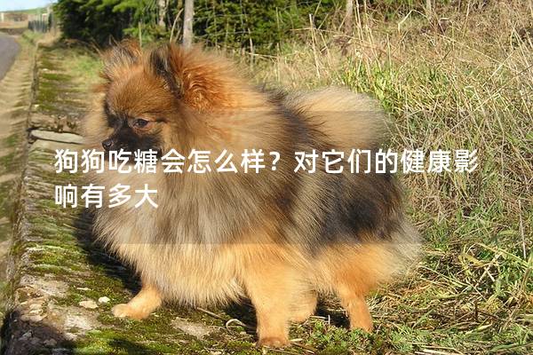狗狗吃糖会怎么样？对它们的健康影响有多大