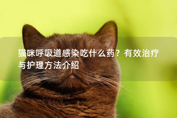 猫咪呼吸道感染吃什么药？有效治疗与护理方法介绍