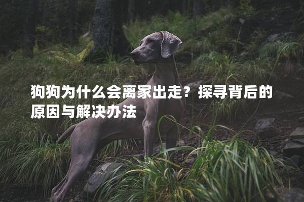 狗狗为什么会离家出走？探寻背后的原因与解决办法
