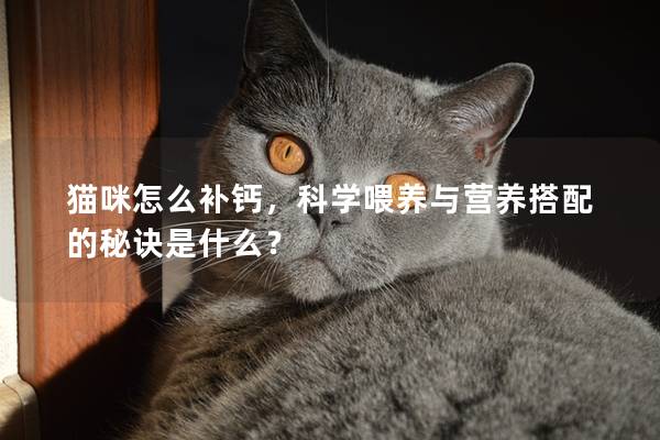 猫咪怎么补钙，科学喂养与营养搭配的秘诀是什么？