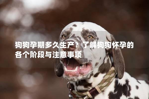 狗狗孕期多久生产？了解狗狗怀孕的各个阶段与注意事项