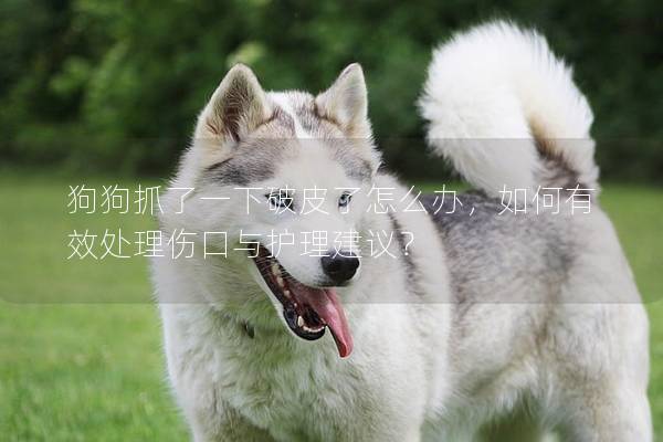 狗狗抓了一下破皮了怎么办，如何有效处理伤口与护理建议？