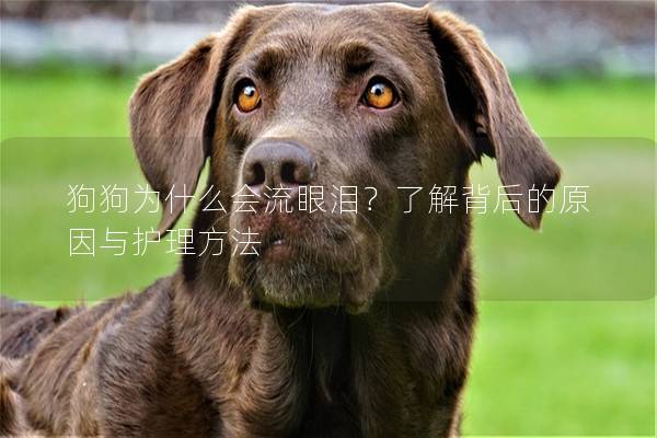 狗狗为什么会流眼泪？了解背后的原因与护理方法