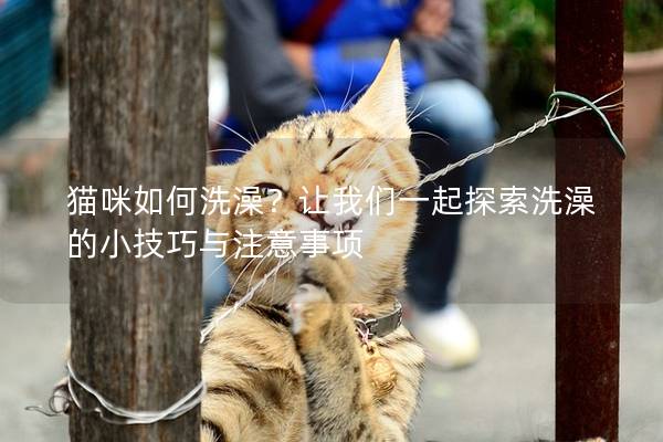猫咪如何洗澡？让我们一起探索洗澡的小技巧与注意事项
