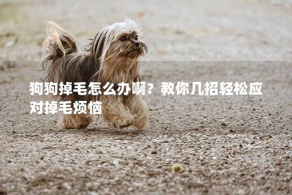 狗狗掉毛怎么办啊？教你几招轻松应对掉毛烦恼