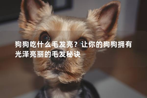 狗狗吃什么毛发亮？让你的狗狗拥有光泽亮丽的毛发秘诀