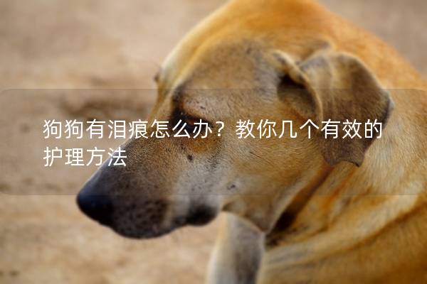 狗狗有泪痕怎么办？教你几个有效的护理方法