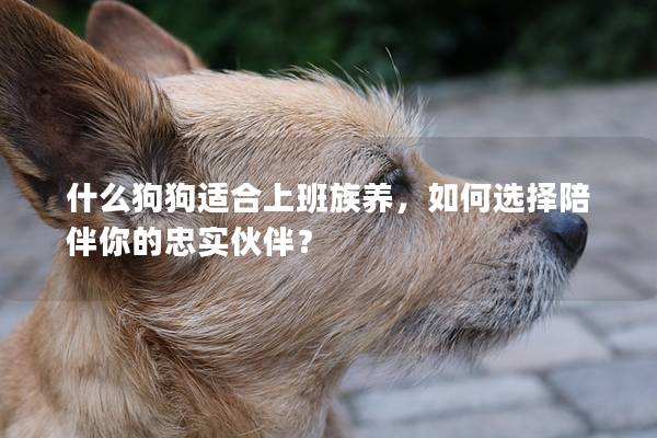 什么狗狗适合上班族养，如何选择陪伴你的忠实伙伴？