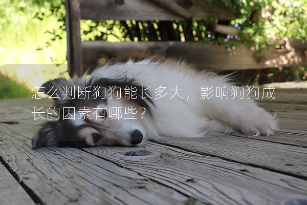 怎么判断狗狗能长多大，影响狗狗成长的因素有哪些？
