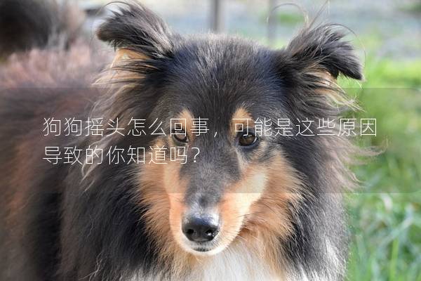 狗狗摇头怎么回事，可能是这些原因导致的你知道吗？