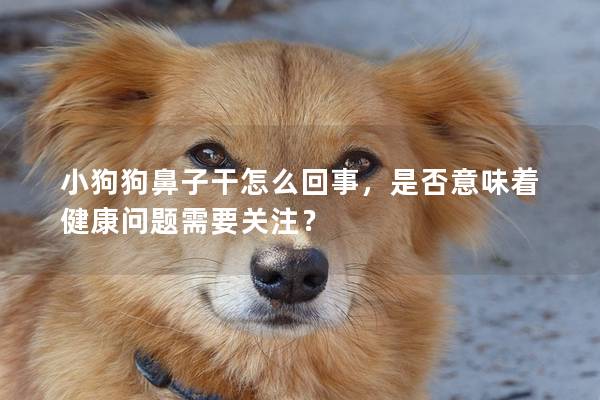小狗狗鼻子干怎么回事，是否意味着健康问题需要关注？