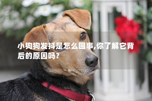 小狗狗发抖是怎么回事,你了解它背后的原因吗？